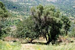 Image of European olive