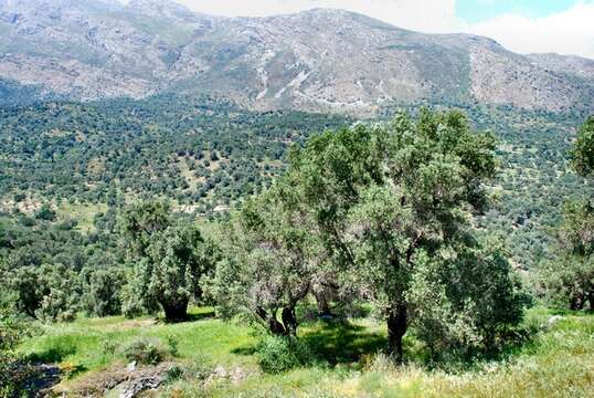 Sivun Olea europaea subsp. europaea kuva