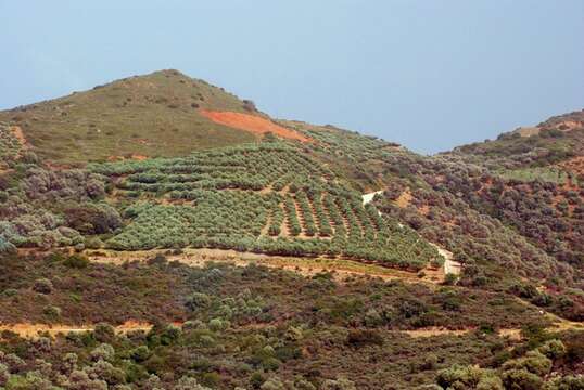 Plancia ëd Olea europaea subsp. europaea