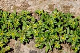 Image of Sedum praesidis H. Runemark & W. Greuter