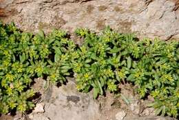 Image of Sedum praesidis H. Runemark & W. Greuter