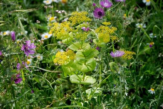 Image of Smyrnium perfoliatum subsp. rotundifolium (Mill.) Bonnier & Layens