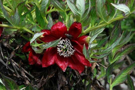 Image of peony