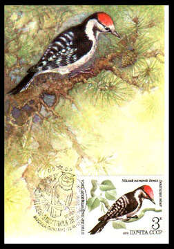 Image of Lesser Spotted Woodpecker