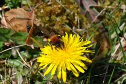 Image de Andrena Fabricius 1775