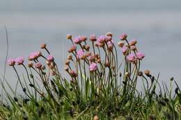 Imagem de Armeria maritima subsp. elongata (Hoffm.) Bonnier