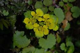 Image of golden saxifrage