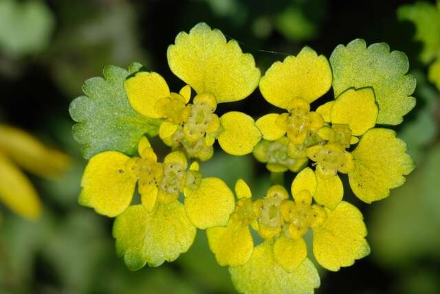 Image of golden saxifrage