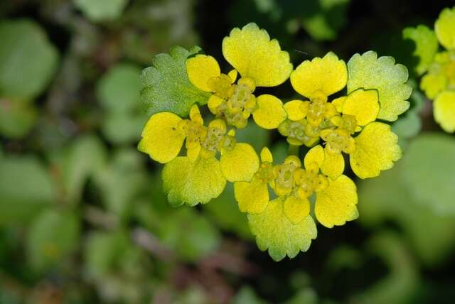 Image of golden saxifrage