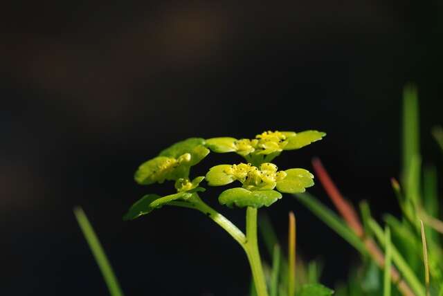 Image of golden saxifrage