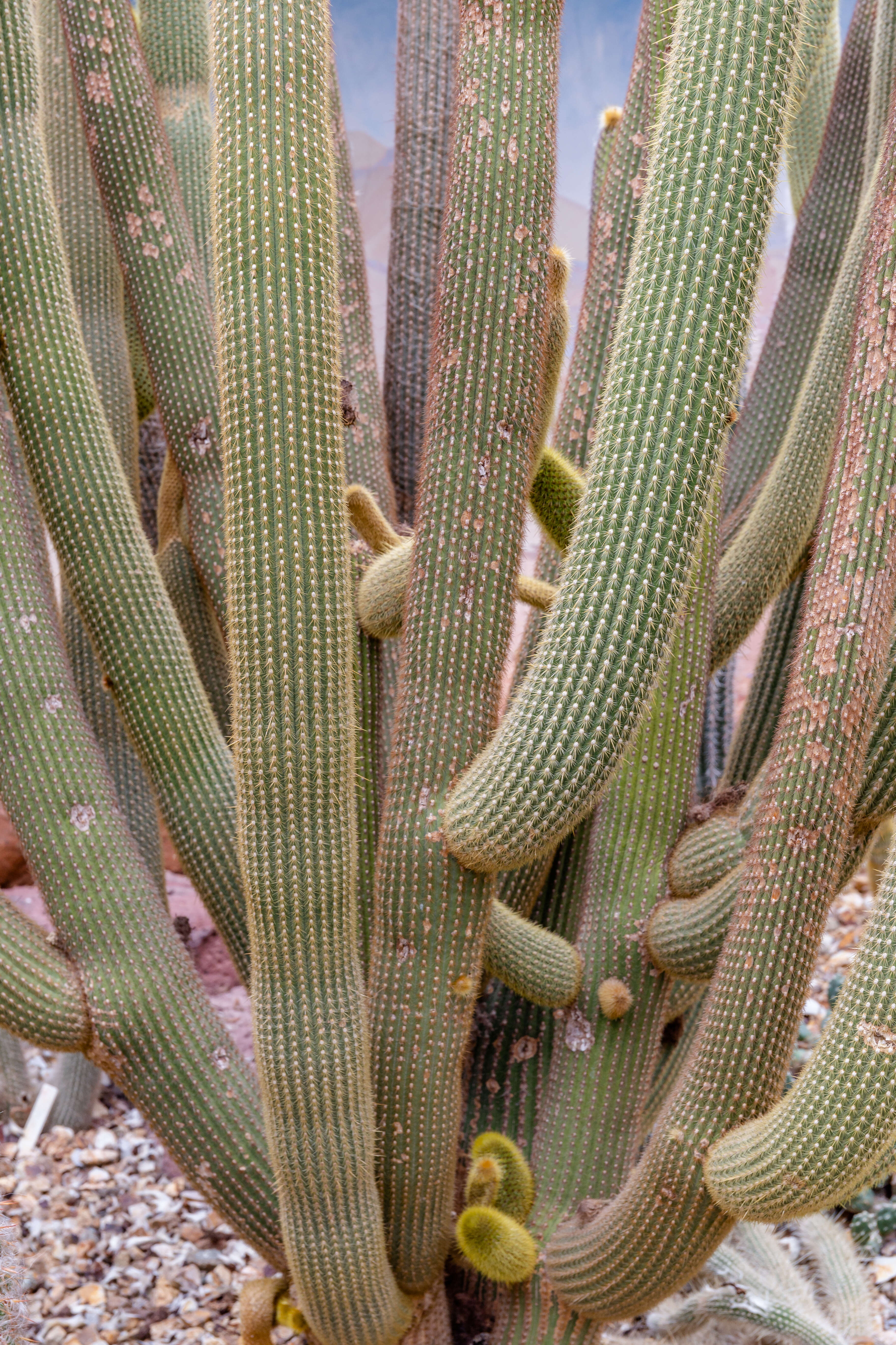 Image of Weberbauerocereus winterianus F. Ritter