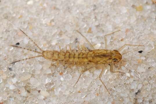 Image of small minnow mayflies