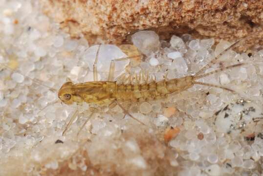 Image of small minnow mayflies