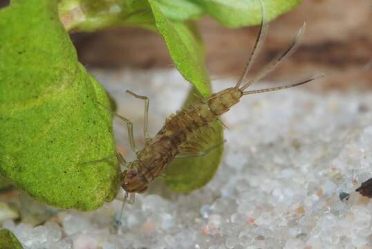 Image of small minnow mayflies