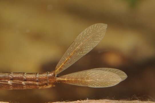 Image of Variable Bluet