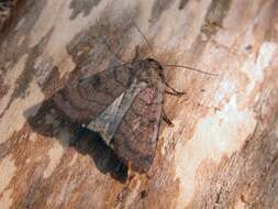 Image of six-striped rustic