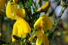 Image of Scotch broom