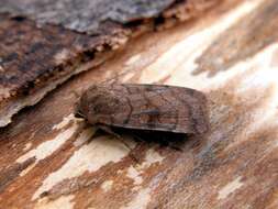 Image of six-striped rustic