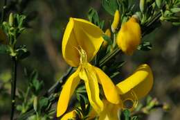 Image of Scotch broom