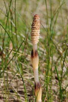 Image of <i>Equisetum arvense</i>