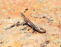 Image of Lebombo flat lizard