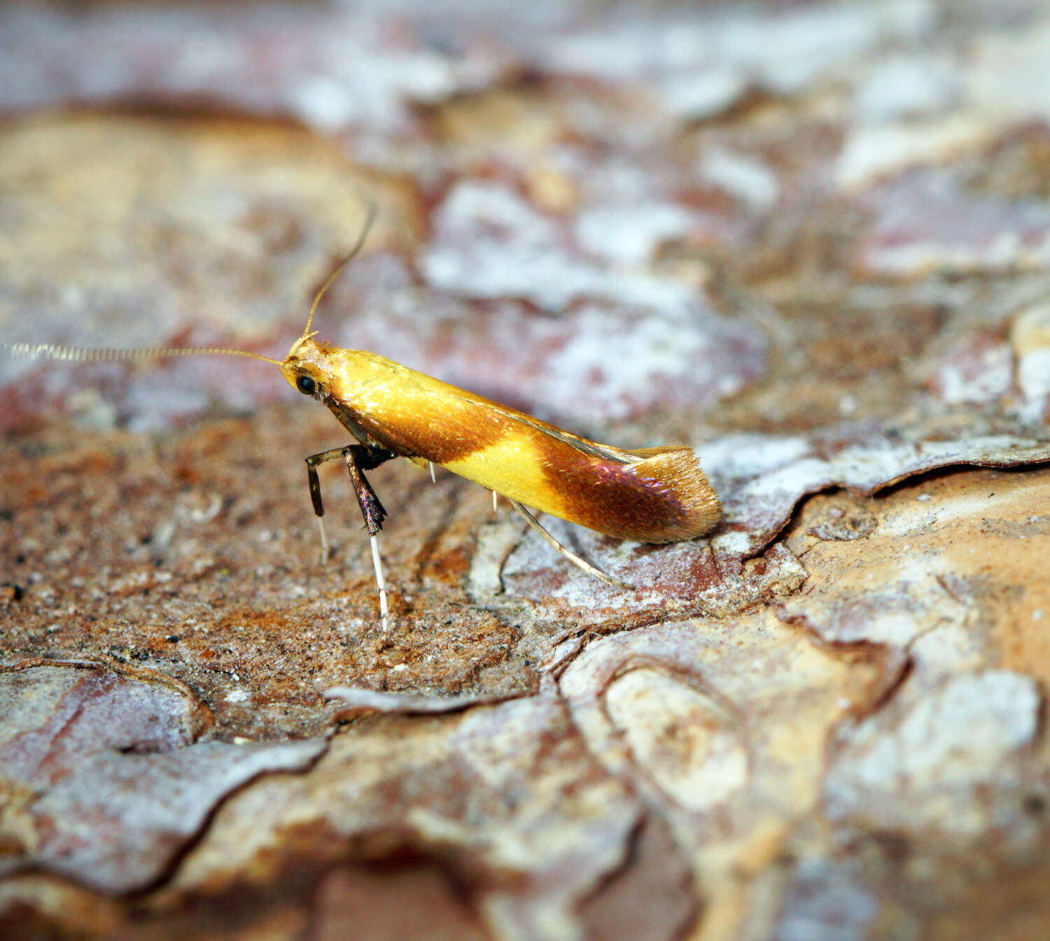 Image of Caloptilia robustella Jäckh 1972