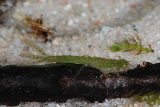 Image of forktail