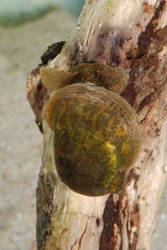 Image of unclassified Gastropoda