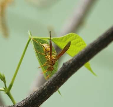 Image of Yellowjackets