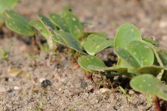 Image of radish