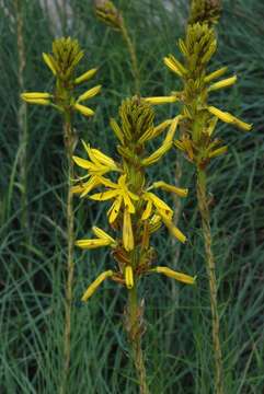 Image of Asphodeline