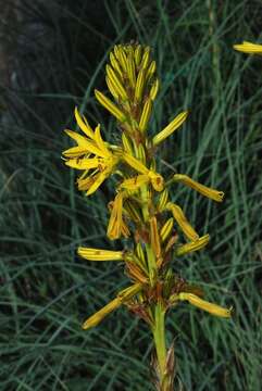 Image de Asphodeline