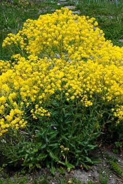 Image of woad