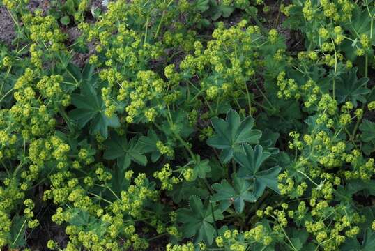 Image of hairy lady's mantle