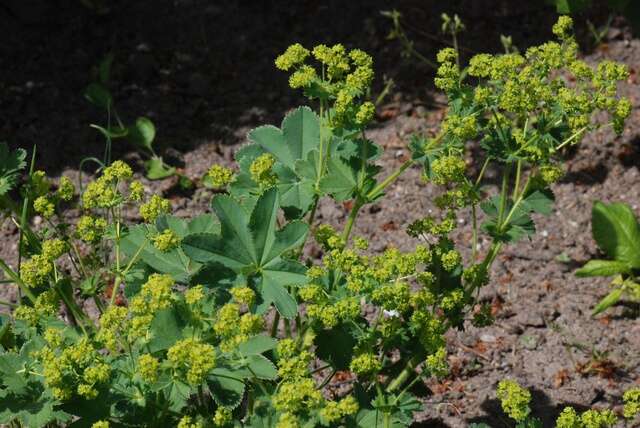 Image of hairy lady's mantle