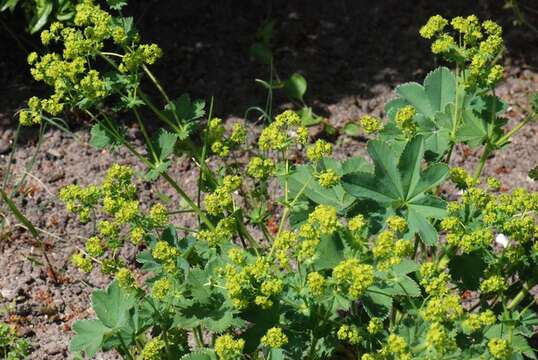 Image of hairy lady's mantle