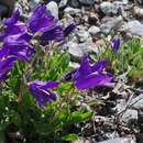 Imagem de Campanula saxifraga M. Bieb.