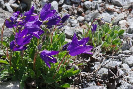 Image of Campanula saxifraga M. Bieb.