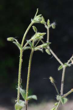 Image of mouse-ear chickweed