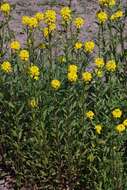 Image of Erysimum strictum P. Gaertn., B. Mey. & Scherb.