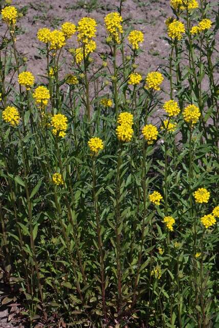 Image of Erysimum strictum P. Gaertn., B. Mey. & Scherb.