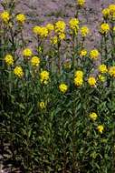 Image of Erysimum strictum P. Gaertn., B. Mey. & Scherb.