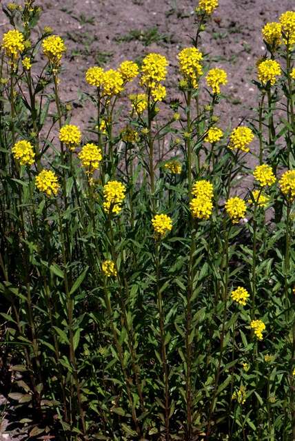 Image of Erysimum strictum P. Gaertn., B. Mey. & Scherb.