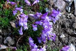 صورة Penstemon cardwellii Howell