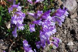 صورة Penstemon cardwellii Howell