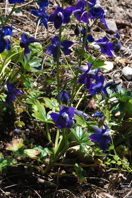 Image of coastal larkspur