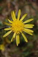 Image of salsify