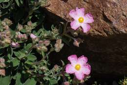 Image of Rockrose