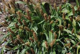 Image of Plantago argentea Chaix