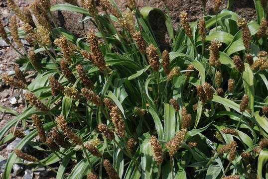 صورة Plantago argentea Chaix